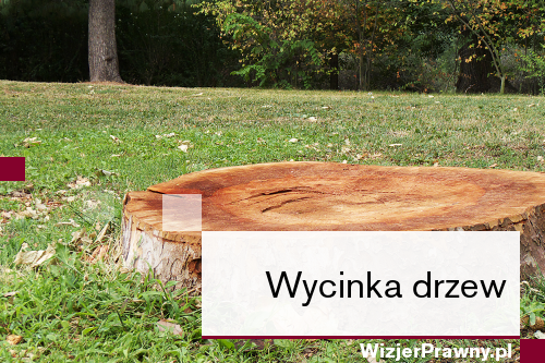 Wycinka drzew