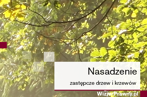 Nasadzenie zastępcze drzew i krzewów